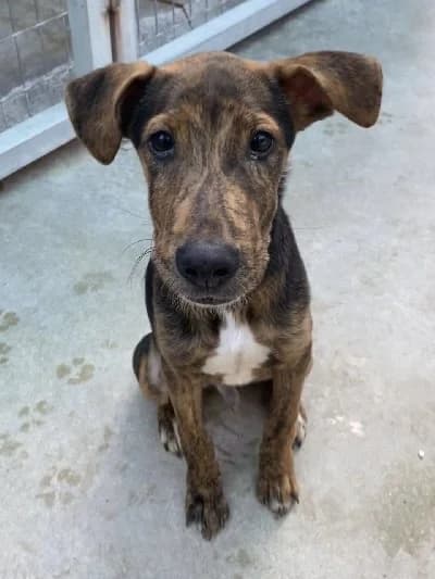 RONALDINHO 24268 photo 4