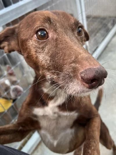 RIVALDO 24269 photo 2