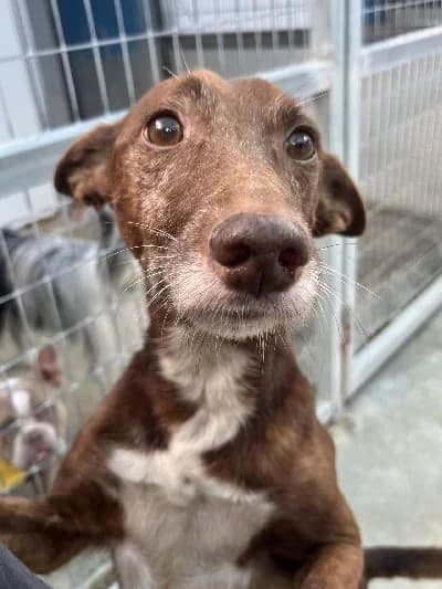 RIVALDO 24269 photo 4