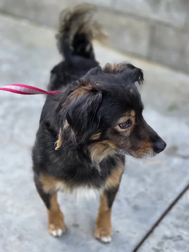 SUNSHINE 24302 photo 7