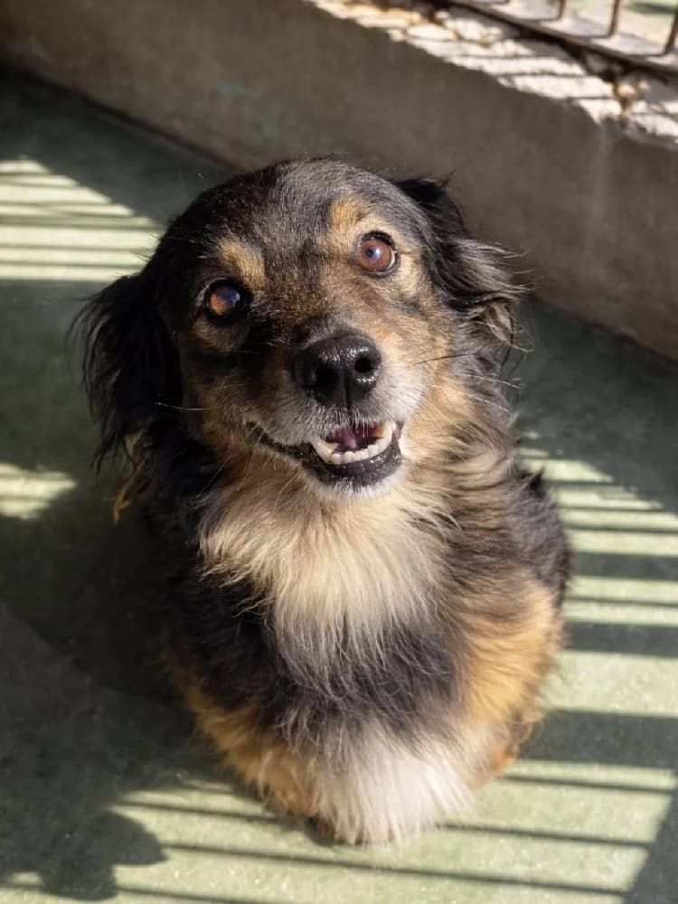 SUNSHINE 24302 photo 3