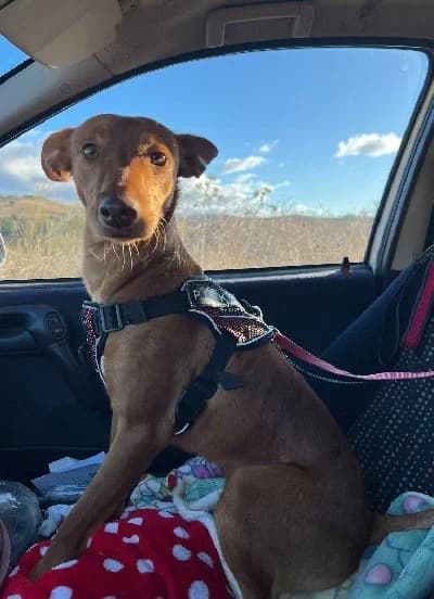 PANCHO 24316 photo 5