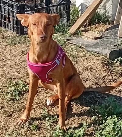 PANCHO 24316 photo 2