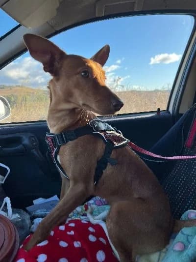 PANCHO 24316 photo 3