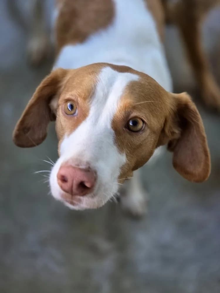 PALOMA 24334 photo 6