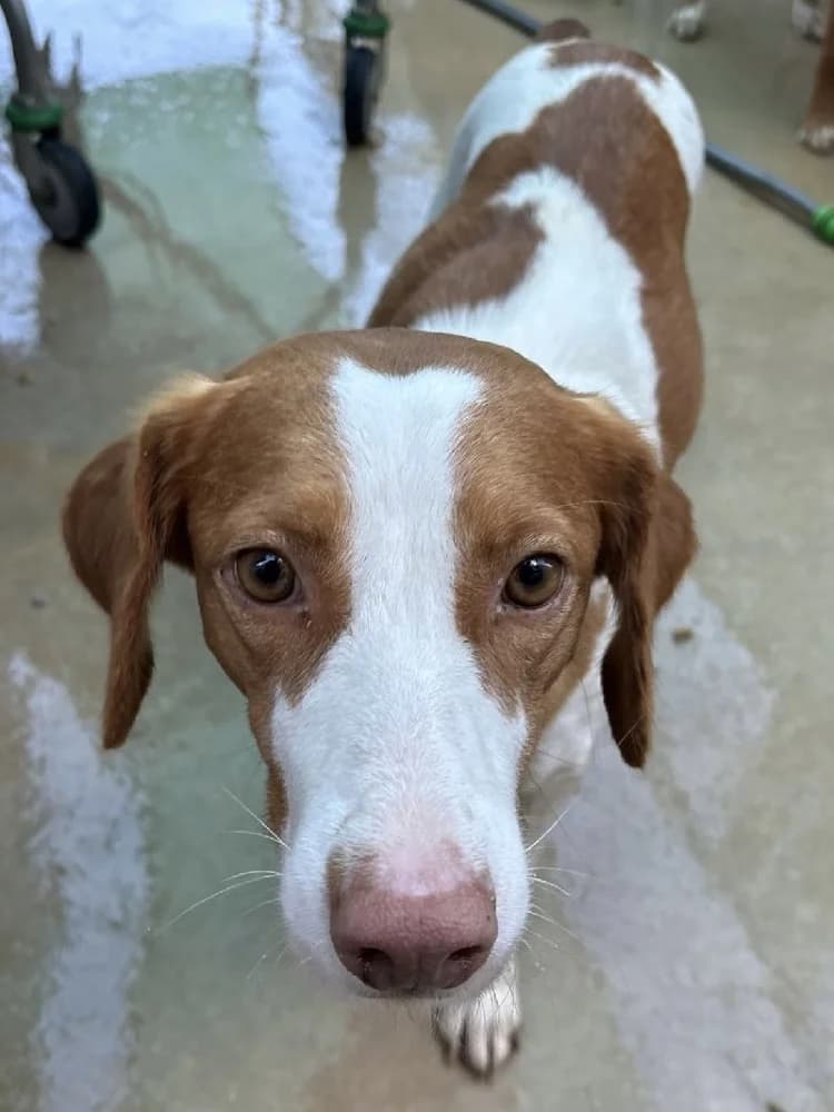 PALOMA 24334 photo 2