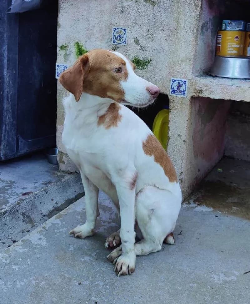 PALOMA 24334 photo 4