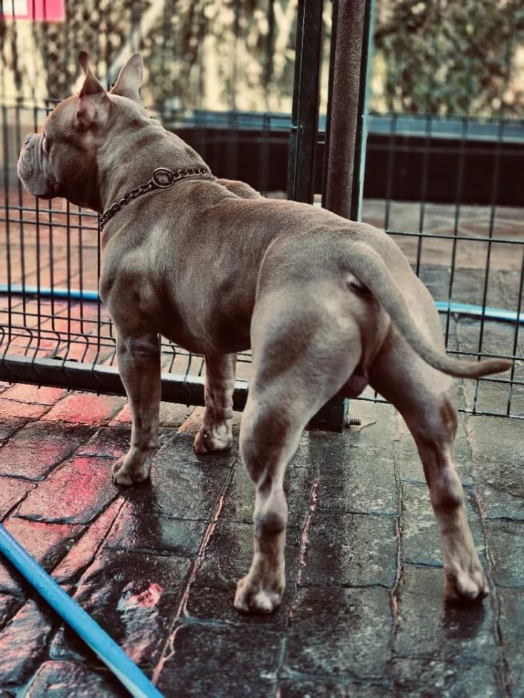 RAFAEL 24374 photo 2