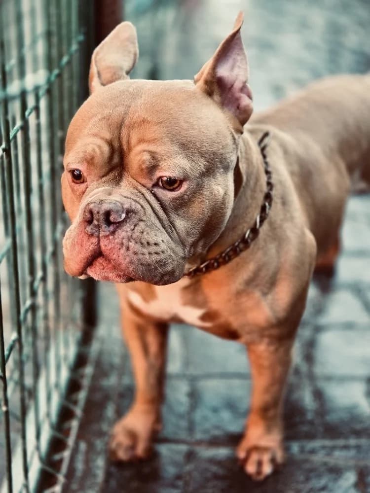 RAFAEL 24374 photo 3