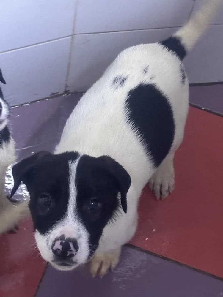 PALOTE 24392 photo 5