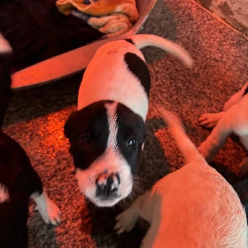 PALOTE 24392 photo 3