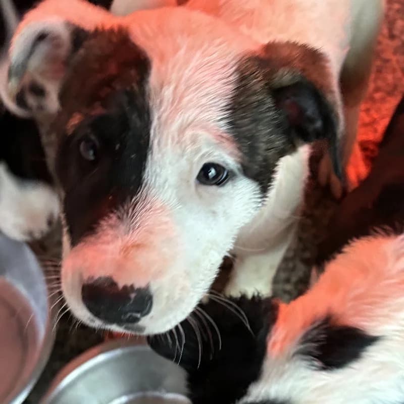 PIRATA 24393 photo 3