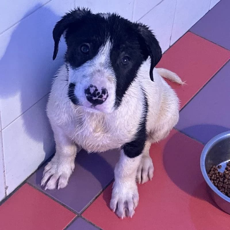 TARUGO 24394 photo 5