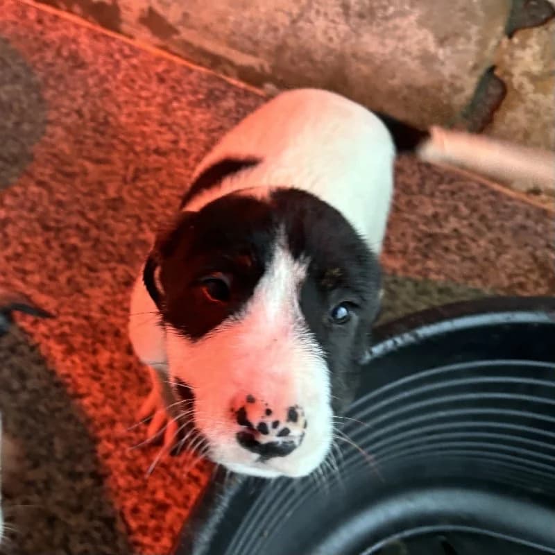 TARUGO 24394 photo 6