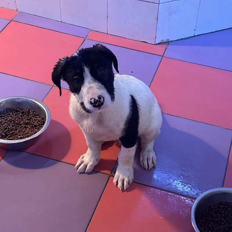 TARUGO 24394 photo 2