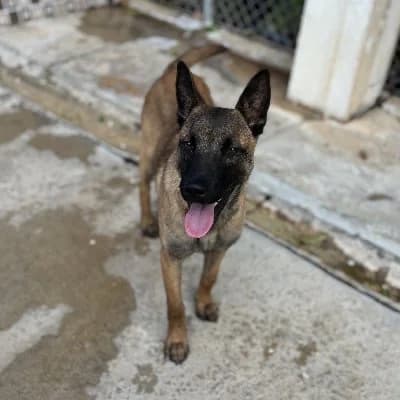 PEACHES 24396 photo 7