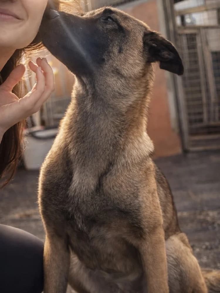 PEACHES 24396 photo 3