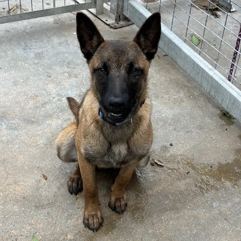 PEACHES 24396 photo 4