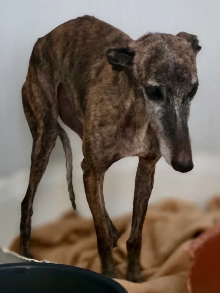 PINTORA 24430 photo 7