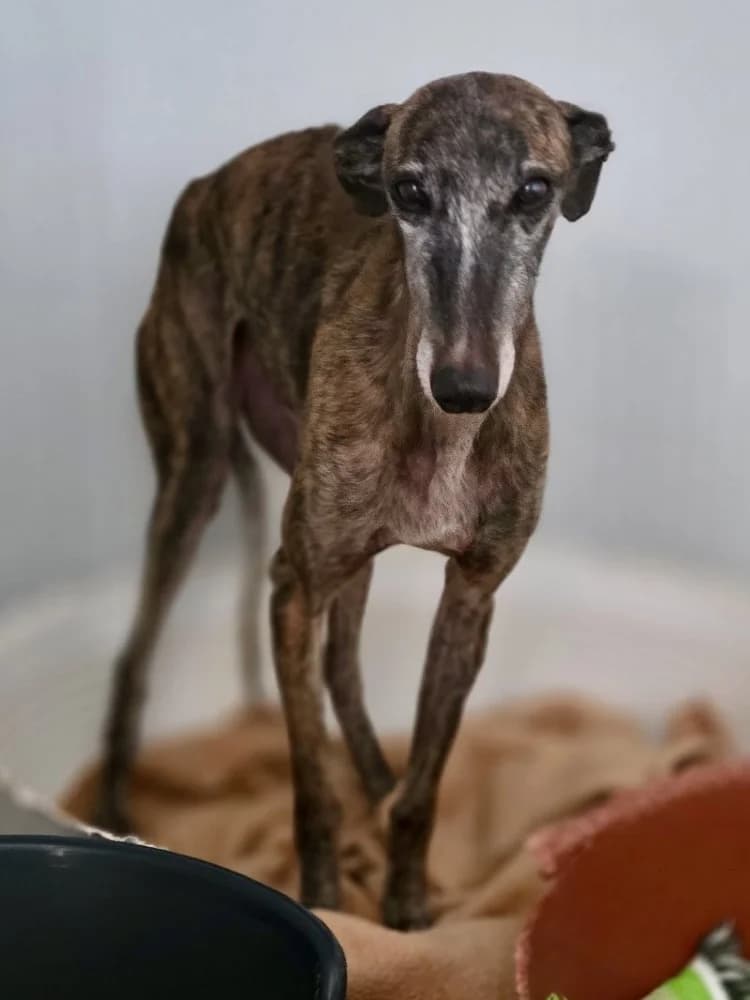 PINTORA 24430 photo 8