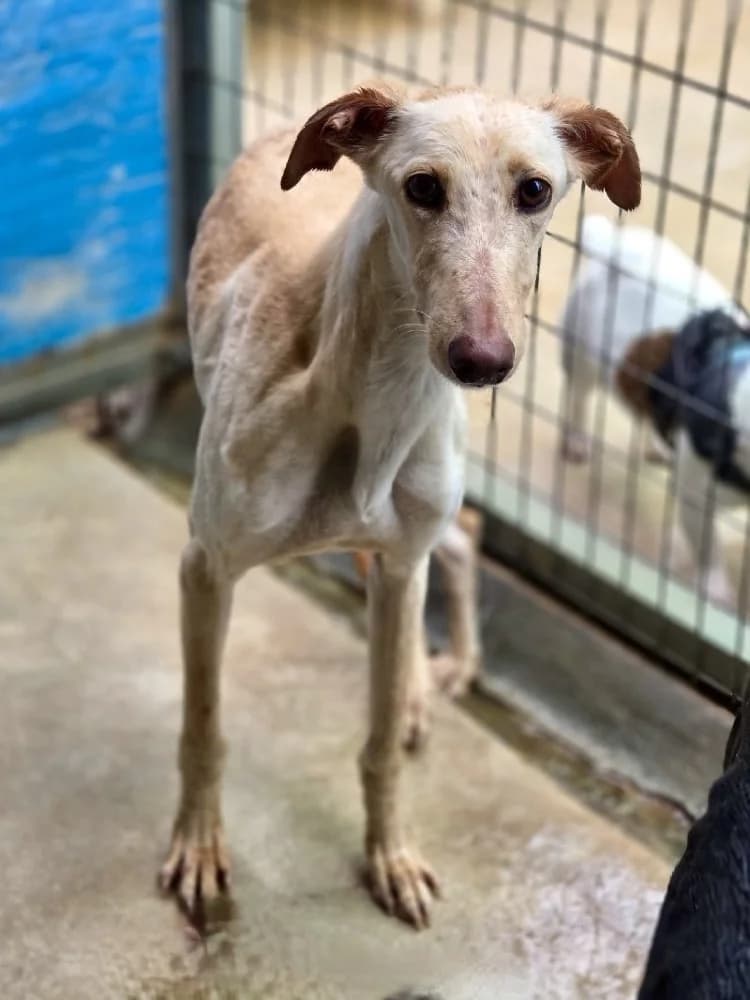 ZIRCON 24432 photo 2