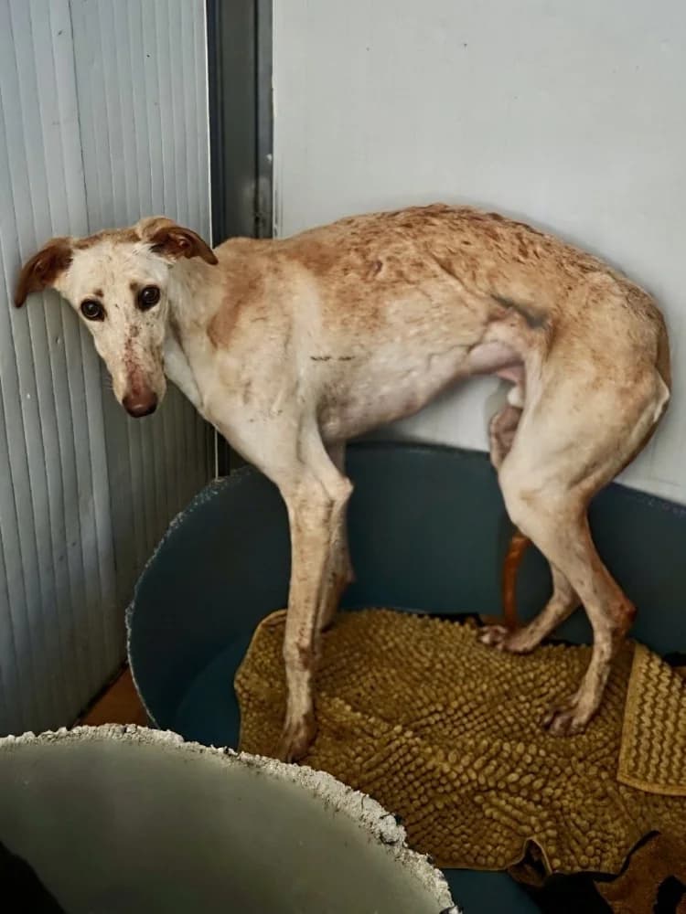 ZIRCON 24432 photo 3