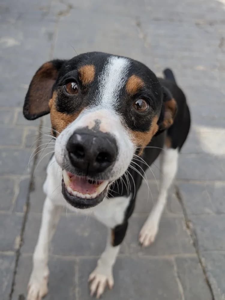 QUITAPENAS 24447 photo 2