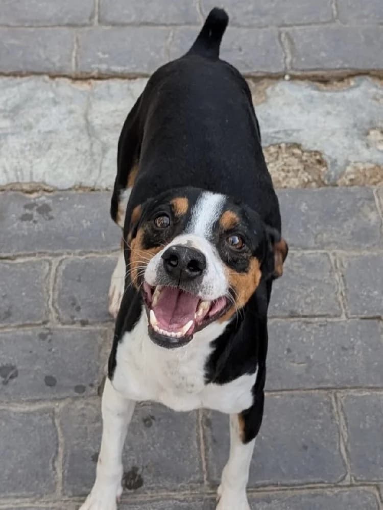 QUITAPENAS 24447 photo 4