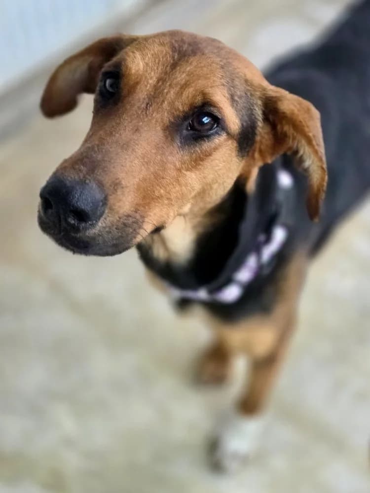 TWINKLE 24453 photo 2