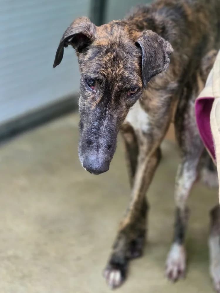 TABERNERO 24455 photo 5