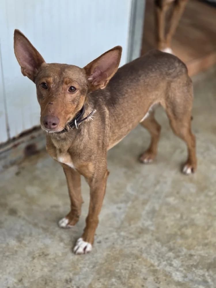 SANTIAGO 24468 photo 4