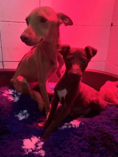 NULATI 24480 photo 5