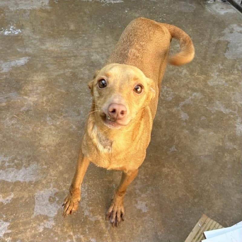 NULATI 24480 photo 4