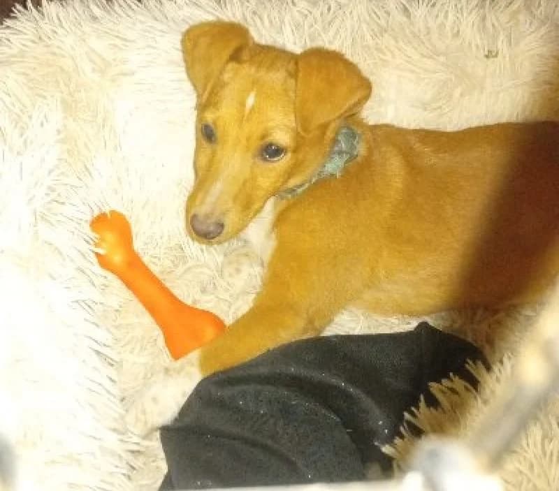 ZORTEA 24486 photo 5