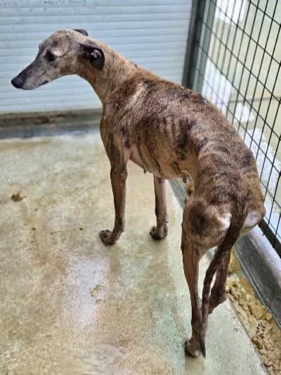 RELAMPAGO 24487 photo 2