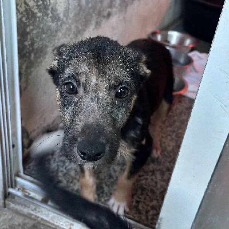 SANGRIA 24498 photo 2