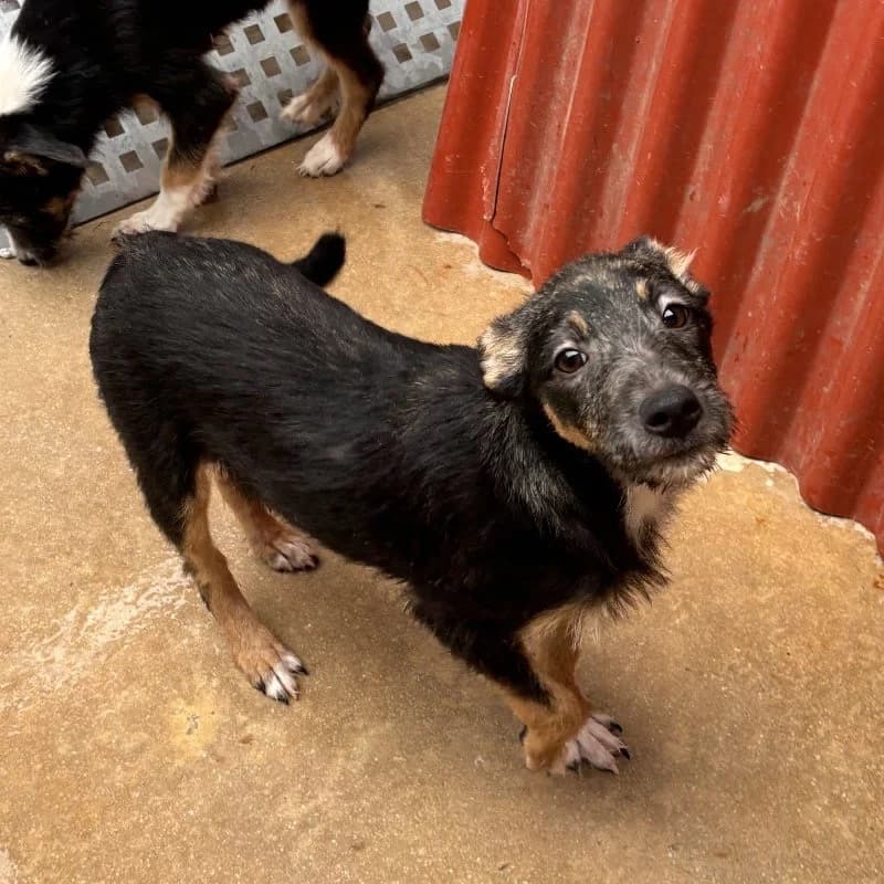 SANGRIA 24498 photo 4