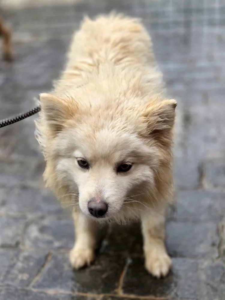 NELLIE 24548 photo 4