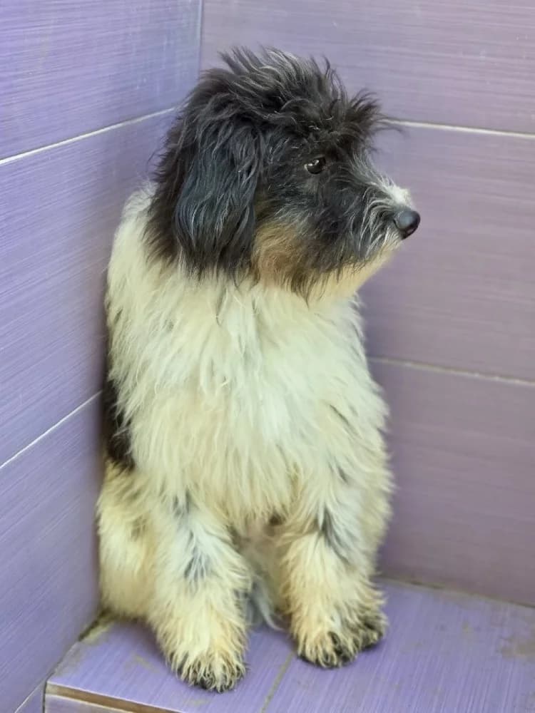 RÉGLISSE 24556 photo 2