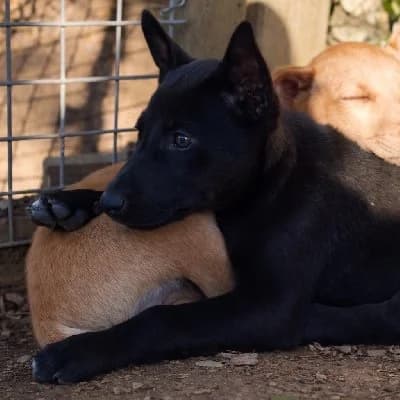 ROBERTO 24583 photo 2