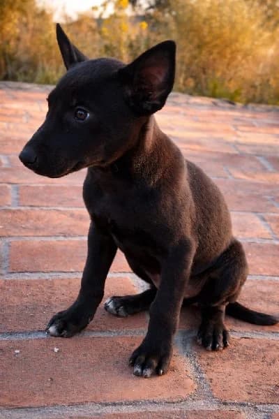 ROBERTO 24583 photo 3