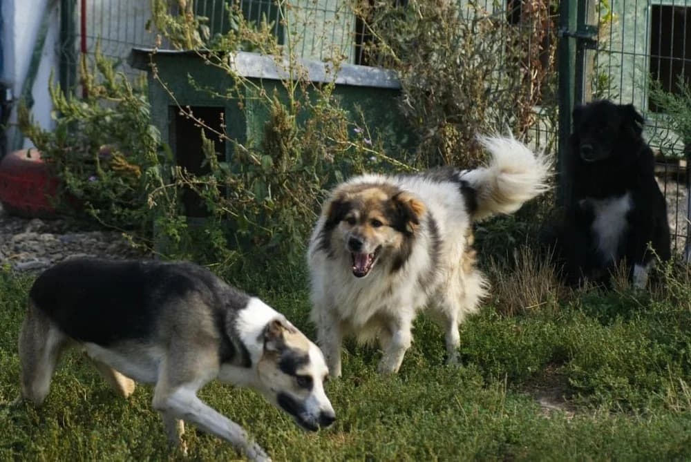 ❤️Franklin❤️ photo 8