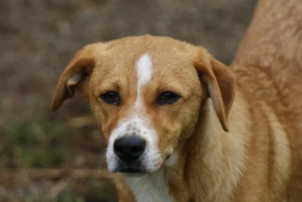 ❤️Kiko❤️ photo 6