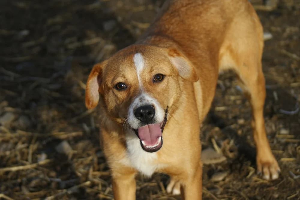 ❤️Kiko❤️ photo 7