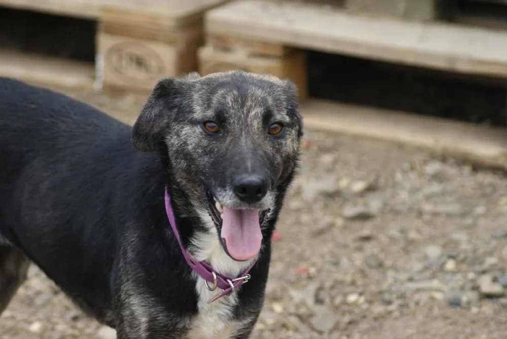 ❤️Bella❤️ photo 7