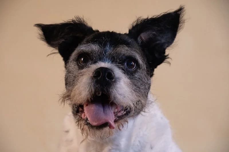 STOEMPERKE 9897 photo 4