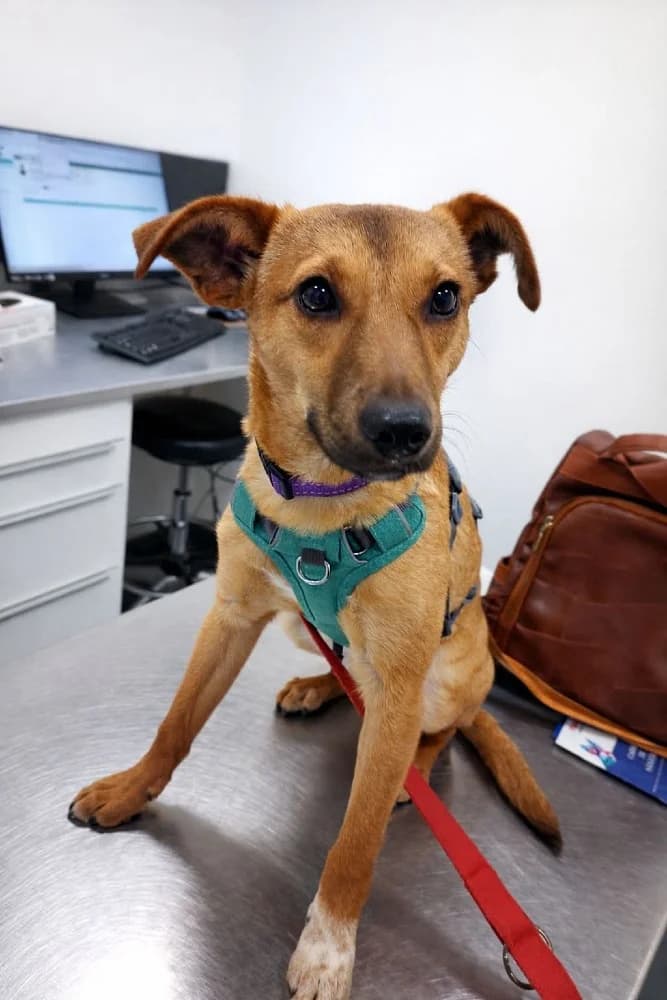 ❤️Abby❤️ – in België photo 7