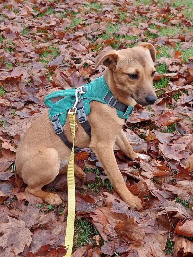 ❤️Abby❤️ – in België photo 8