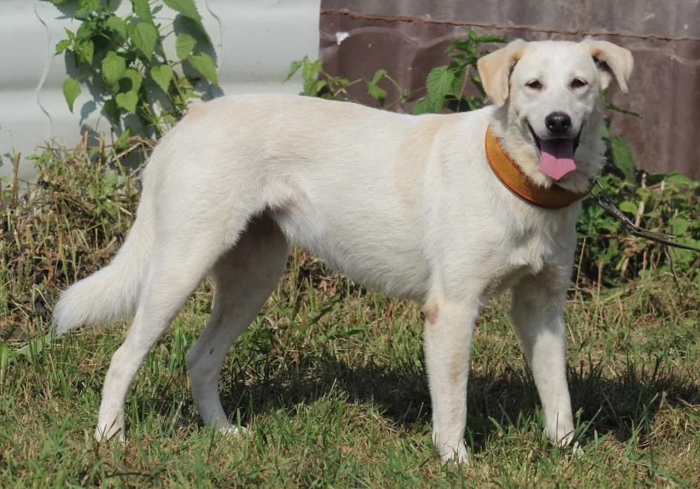 Adele kruising labrador
