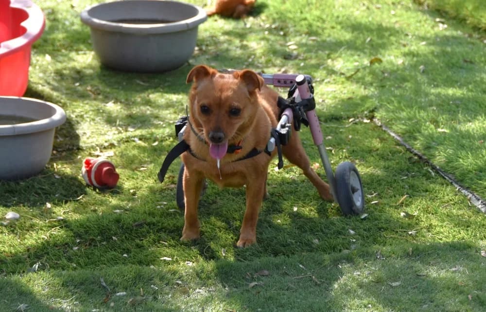 Adi BR, handicap photo 4